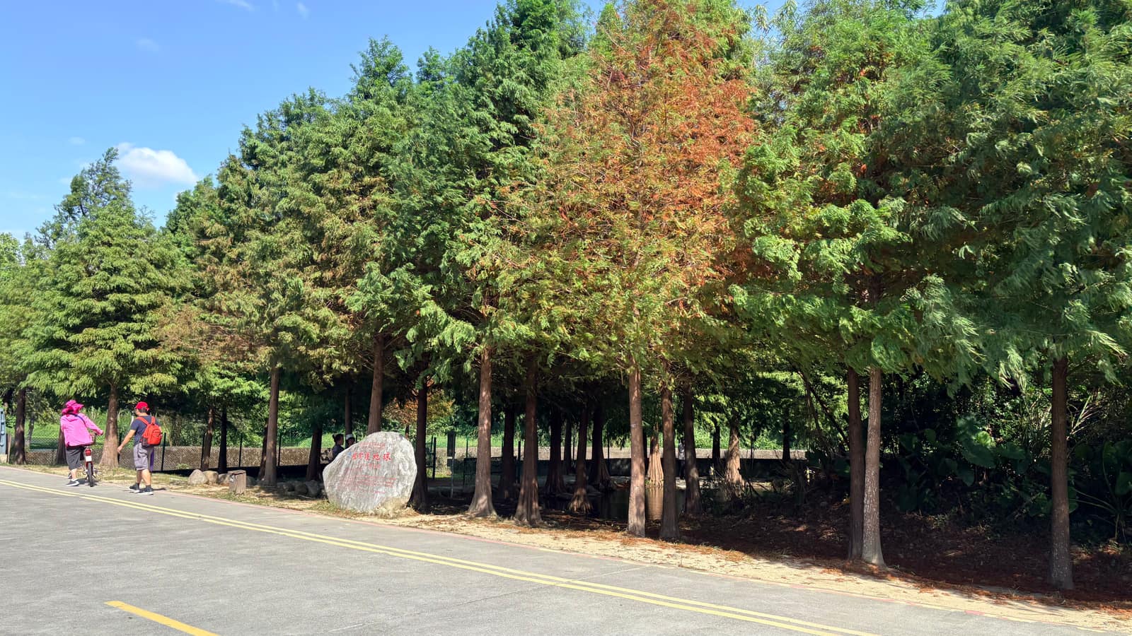 月眉人工濕地旁的落羽松林與環園道路